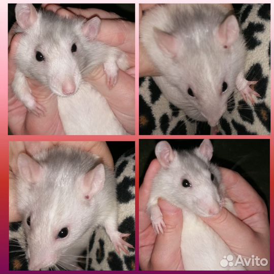 Декоративная крыса бесплатно