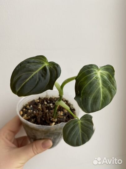 Ароидные (обновлено)