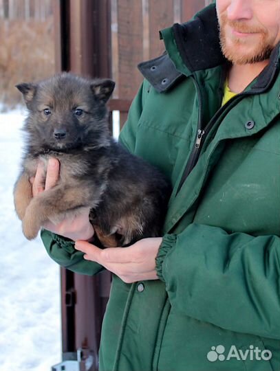 Щенки бесплатно