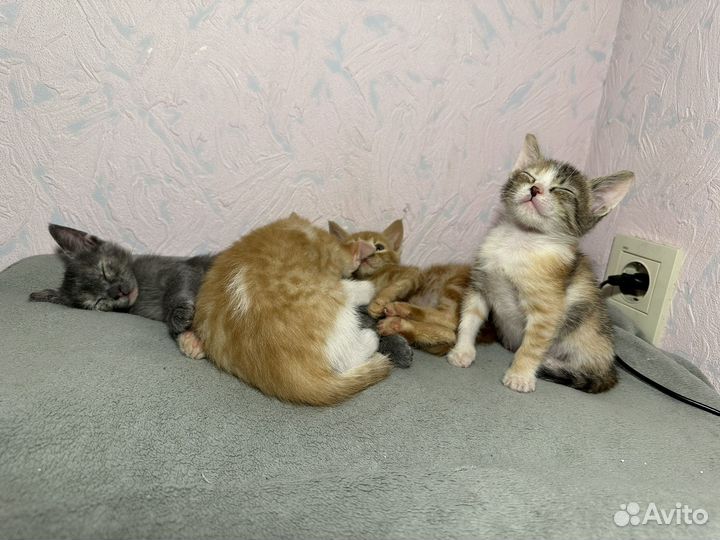 Котенок
