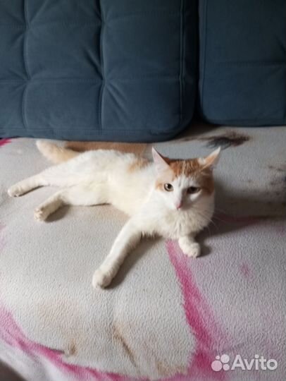 Кошка