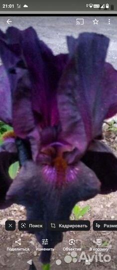 Ирисы бородатые