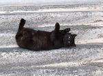 Умный ласковый черный кот