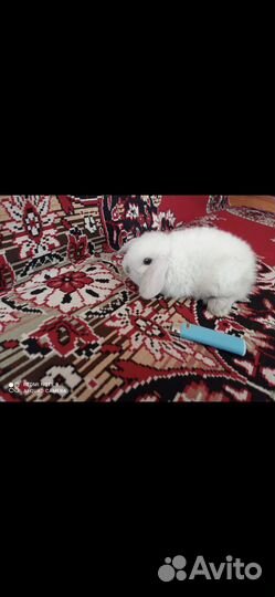 Кролики