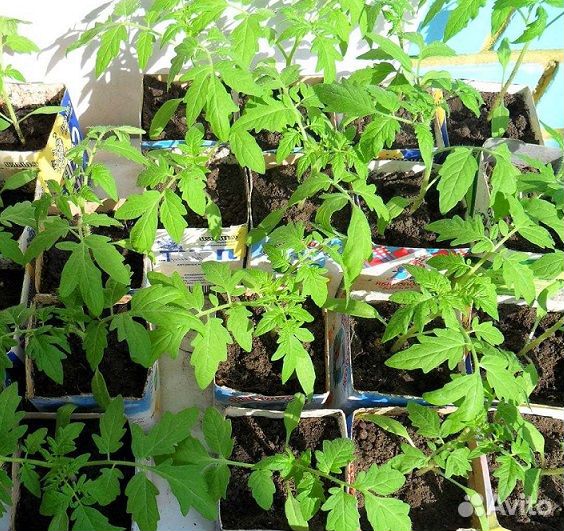 Рассада помидоров томатов