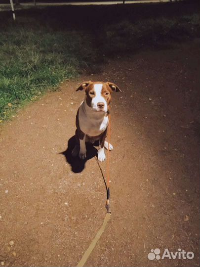 Выгул собак