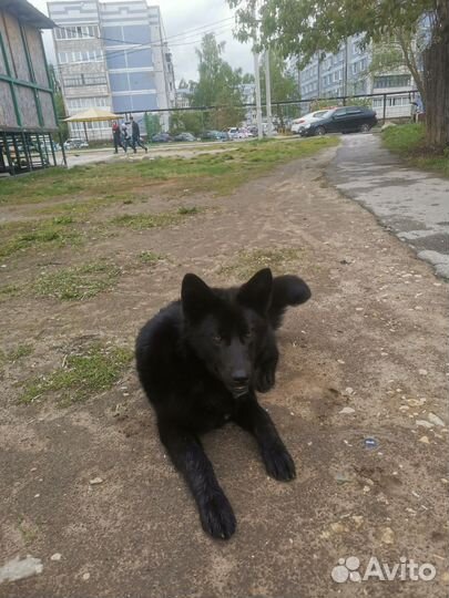 Крупная собака. Девочка, подросток в дар