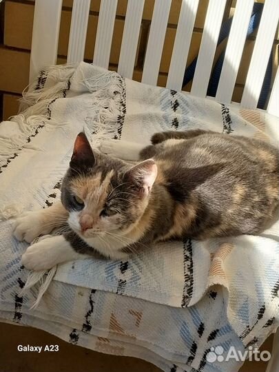 Кошки в добрые руки