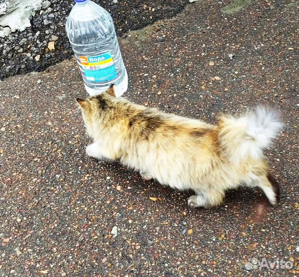 Кошка Муся