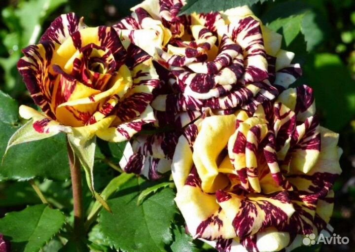 Розы 3летки