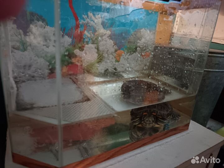 Красноухая черепаха с аквариумом