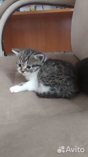 Домашние животные котята
