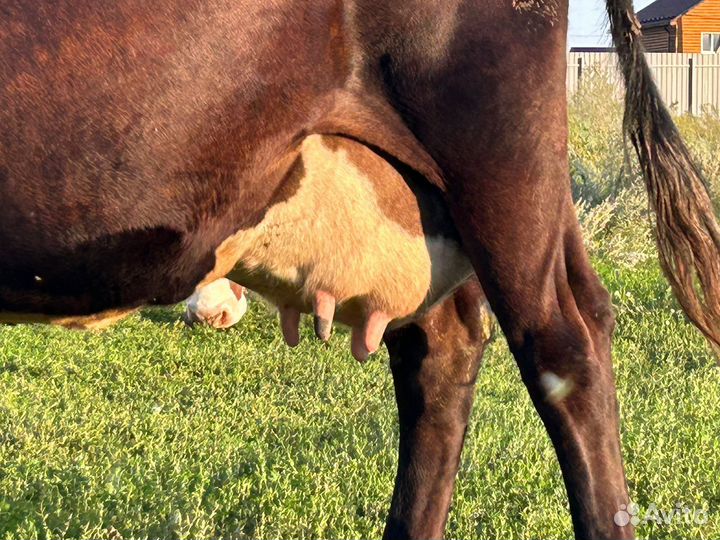 Коровы дойные молочные