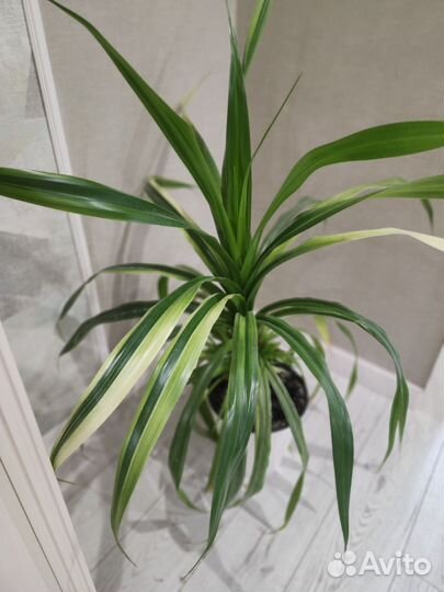 Пальма панданус