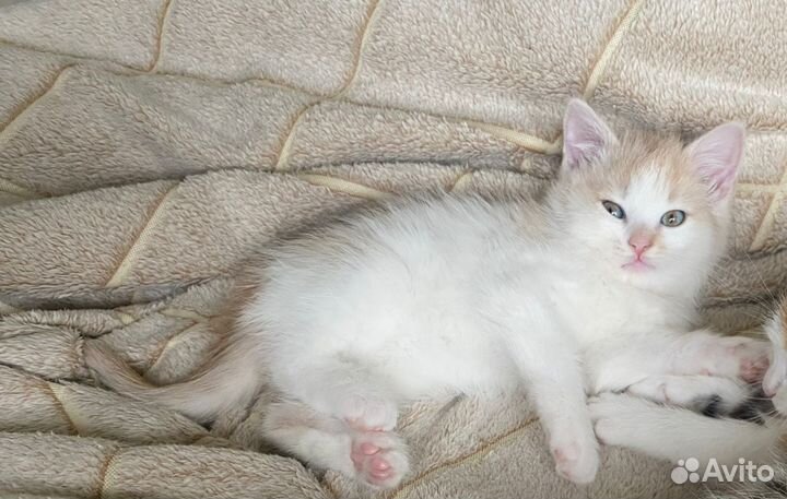 Котенок