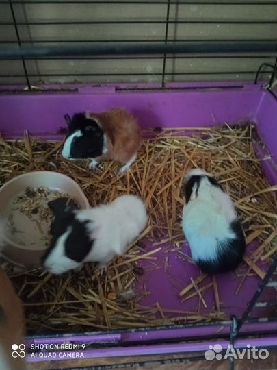 Морская свинка