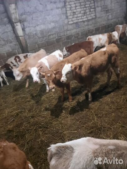 Бычки и быки