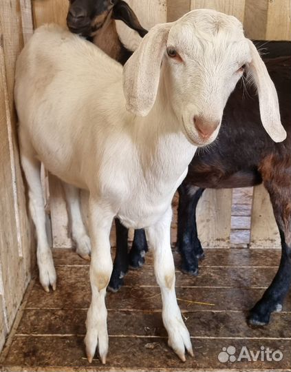 Зааненская дойная коза