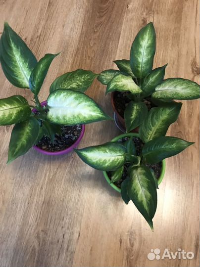 Диффенбахия Камилла