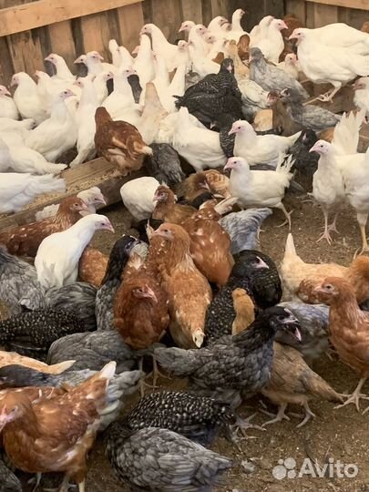 Куры молодки, доминанты, леггорны, ломан браун