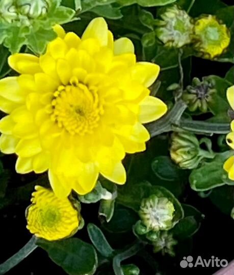 Хризантемы мультифлора, укоренённые черенки