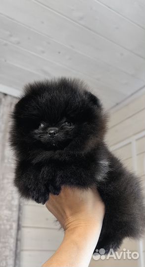 Щенки шпица мини мишки
