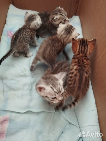 Шотландские вислоухие котята шиншилла