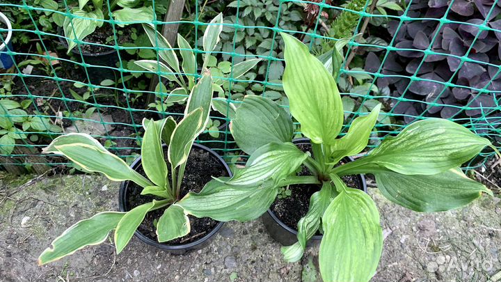 Хоста растение