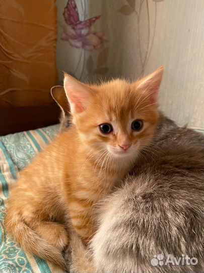 Рыжий котенок