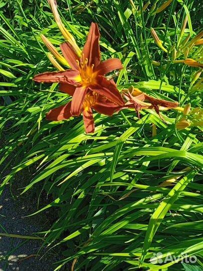 Лилейник сортовой