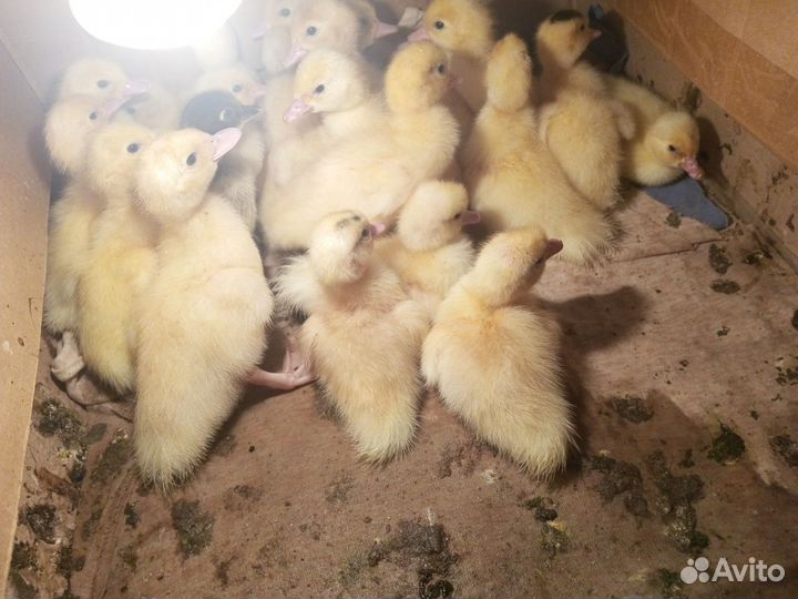 Мускусные утята индоутки