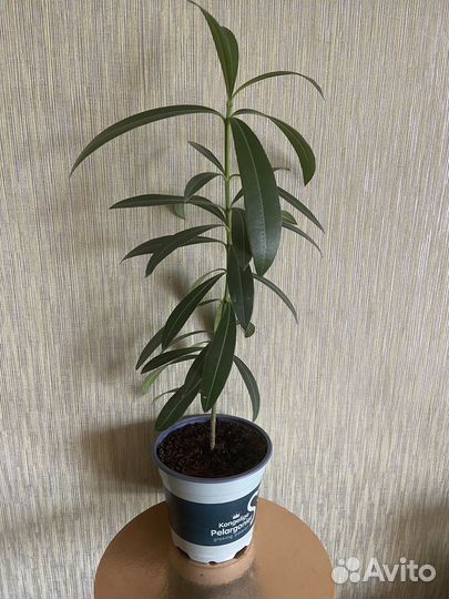 Хойя Матильда и Олеандр