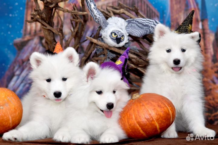 Щеночки самоеда - девочки