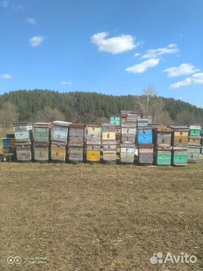 Продам ульи для пчел