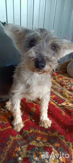 Собака, в добрые руки