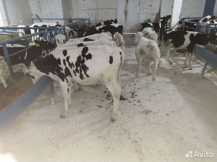 Телята. С собственной фермы