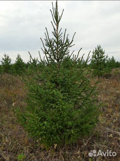 Ель новогодняя