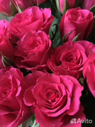 Букет из 81 роз