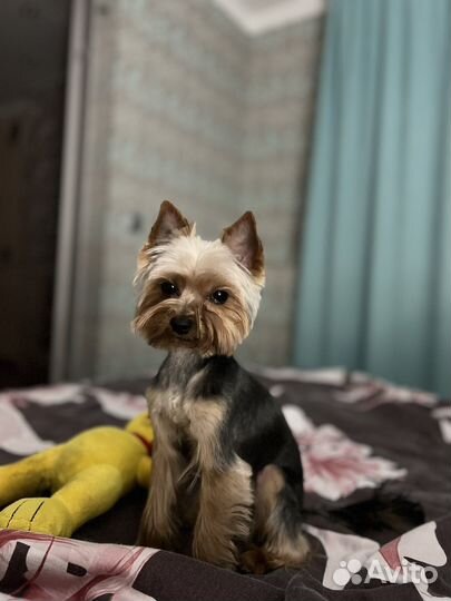 Йоркширский терьер мини вязка