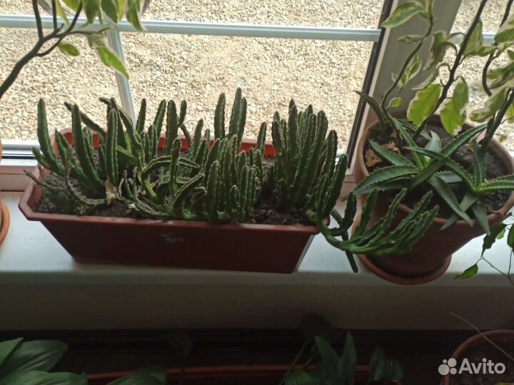 Юкка, пальма и другие