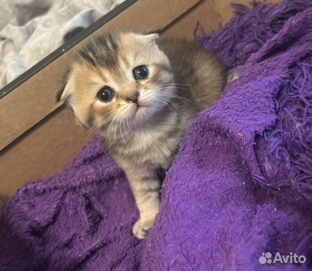 Шотладские котята