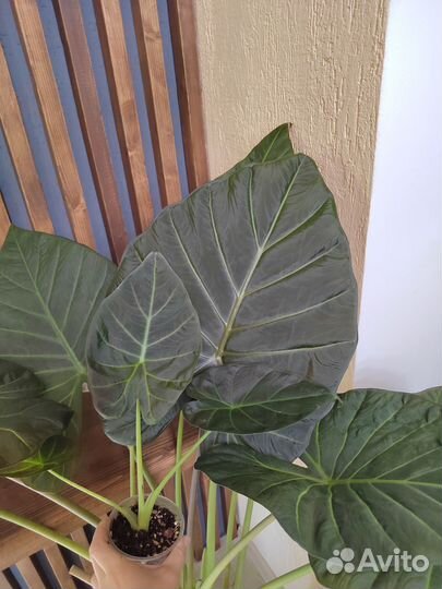 Алоказия Регал Шилдс / Alocasia RegalShields