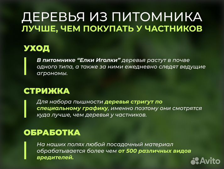 Туя Брабант 5 м Крыпномеры