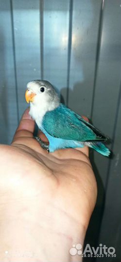 Неразлучники