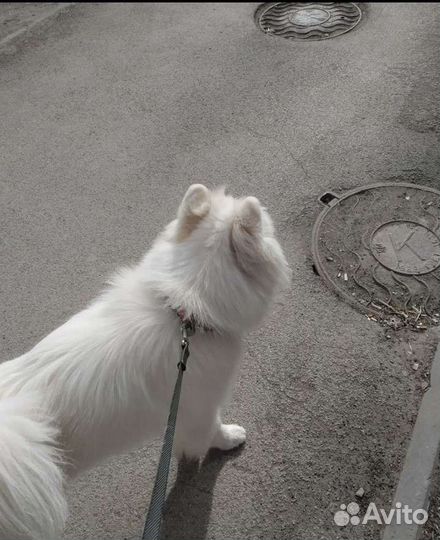 Выгульщик собак