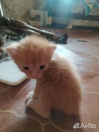 Котята всё девочки