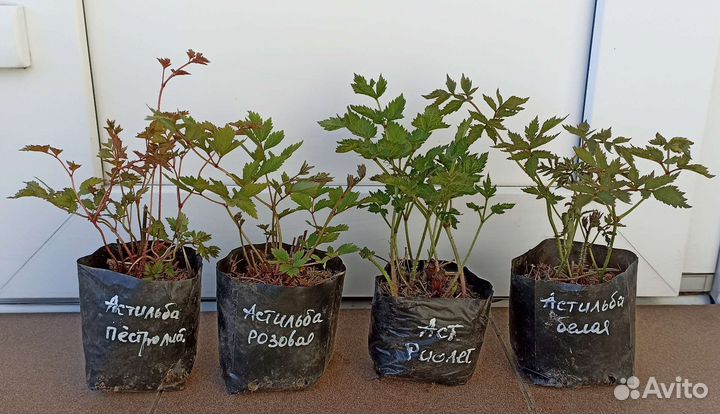 Астильба, Форзиция и другие многолетники