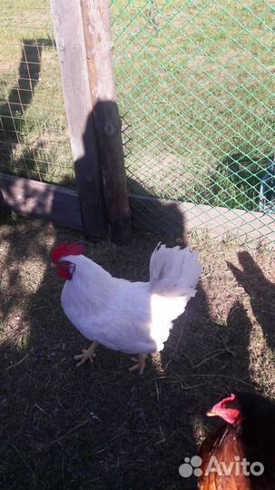Петухи домашние