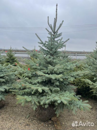 Ель голубая