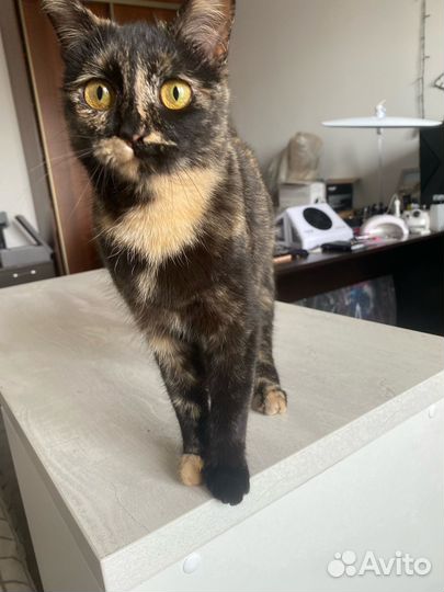 Кошки в добрые руки